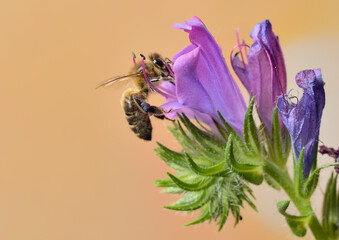 abeja melicera sobre una flor violeta sorbiendo el nectar 