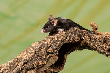 raton comun sobre un tronco con fondo verde