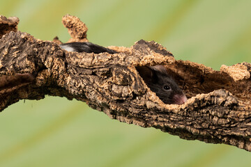 raton comun sobre un tronco con fondo verde