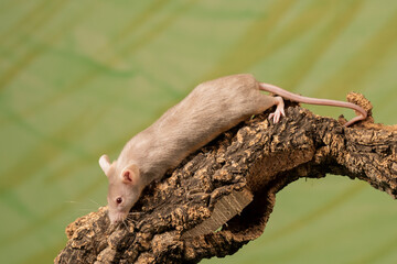 raton comun sobre un tronco con fondo verde