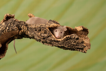 raton comun sobre un tronco con fondo verde
