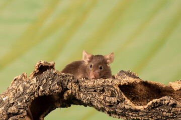 raton comun sobre un tronco con fondo verde