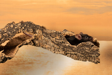 Fototapeta na wymiar raton comun sobre un tronco con fondo de cielo naranja al atardecer 