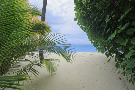 palm trees and green tropical plants in the Maldives