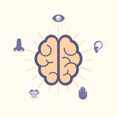 Five human sense organs associate with brain. Vector illustration outline flat design style.