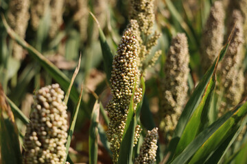 Campo di sorgo, dettaglio delle pannocchie