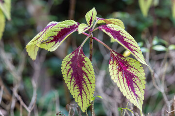 leaves in the forest