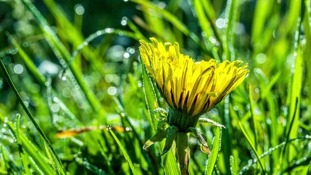 Der Gew&ouml;hnliche L&ouml;wenzahn (Taraxacum) sprie&szlig;t im Fr&uuml;hling auf Wiesen. Die strahlend gelben Bl&uuml;ten sind faszinierend sch&ouml;n. Die gesamte Pflanze ist essbar, sehr gesund: Als Salat, Honig, Tee, Pesto.