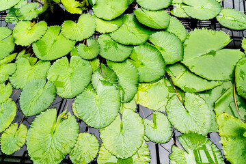 Blattstrukturen © Samuel