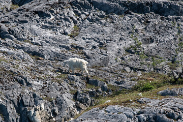 Bergziege, auch Mountain Goat, in einer Felswand am Ufer der Glacier Bay, Alaska