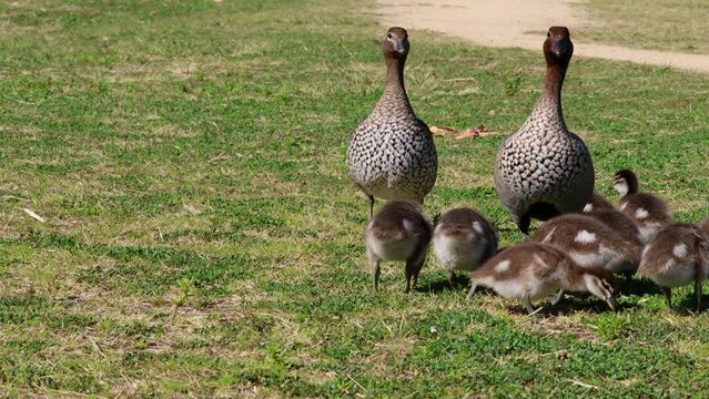 Mother and Father wood duck with ducklings feeding in the grass on a sunny day
