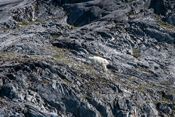 Bergziege, Mountain Goat in felsigen und  steilen Terrain