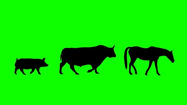Walking horse, bull and pig: animation on the green background (seamless loop)