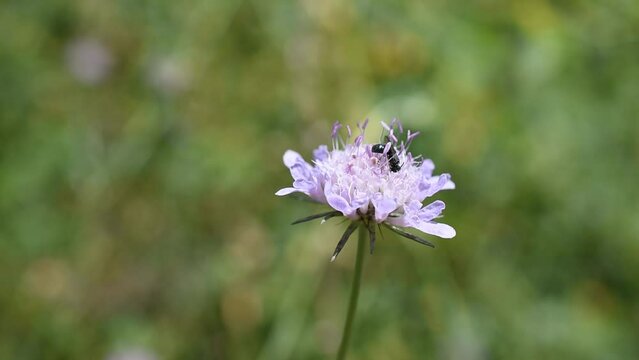 Closeup of a small insect on the flower of field scabious