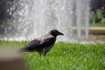 Nebelkrähe auf Wiese