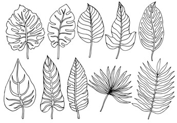 Fototapeta premium Tropical palm leave in sketch style, isolated vector illustration. Leave of palm tree in linear doodle style. Botanical minimalist print of exotic leave, sketch design.