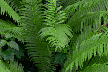 Fototapeta na wymiar Layout made from green leaves fern. Flat lay. Nature background