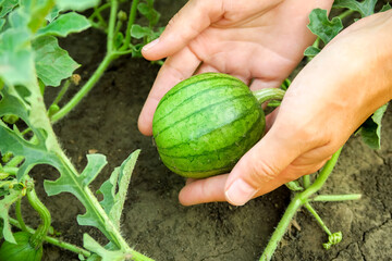 woman farmer holds a small growing watermelon in her palms. watermelon cultivation concept