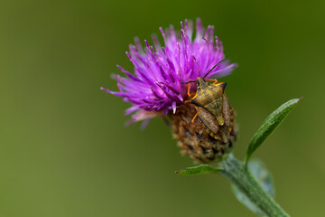 lilac thistle flower on a green background with a camouflaged bedbug on its stem. copy space