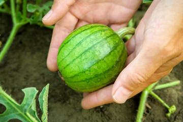 woman farmer holds a small growing watermelon in her palms. watermelon cultivation concept