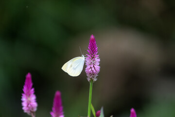 セロシア（別名ノゲイトウ）の花にとまったモンシロチョウ