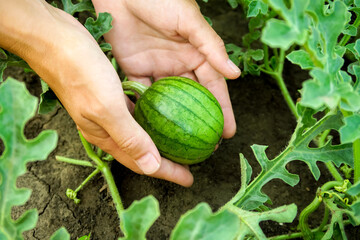 woman farmer holds a small growing watermelon in her palms. watermelon cultivation concept