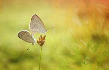Obraz na płótnie Canvas butterfly on grass