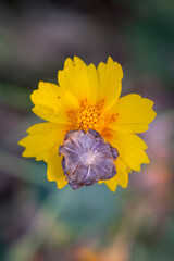 Dry Flower Bud On Cosmos Flower-3