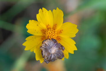 Dry Flower Bud On Cosmos Flower Over Blur Background