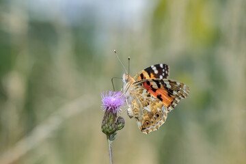 Painted lady butterfly (Vanessa cardui) on a thistle blossom.
