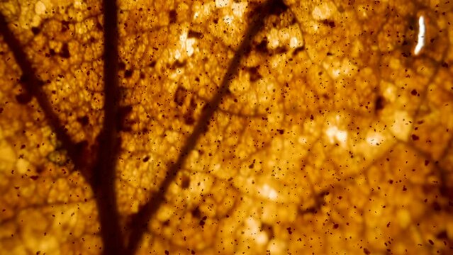 Closer look of the tiny particles of the leaf as seen on an infrared shot in Estonia