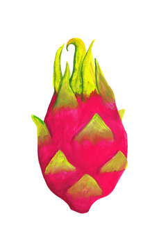 whole dragon fruit in pink peel drawing isolated on white. whole pitaya hand drawn gouache realistic style illustration