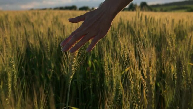 Woman toching golden wheat colossus in the evening 