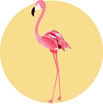 Pink Famingo