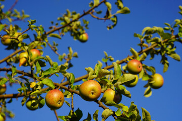Old age apple tree with tempting fresh apples in full sunlight and blue sky