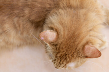 Ginger cat ears with wound with fungal lesions ,take care of the cleanliness of your pets to keep them healthy.