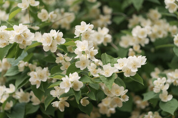 Jasmine flowers blossom closeup photo