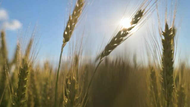 Wheat colossus in the evening. 4k video. Focus on colossus