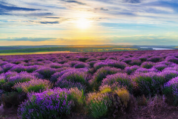 a lavender field blooms on a hill, a river and a forest in the distance, the sunset shines yellow in the sky, a beautiful summer landscape