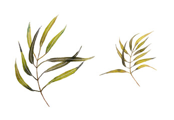 Set watercolor leaves - banana palm, fern. herbal illustration. Botanic tropic composition. Exotic modern design