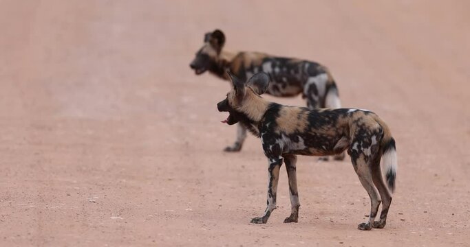 African Wild Dogs or Painted Wolves roaming in a pack in a protected national park, Tanzania, East Africa