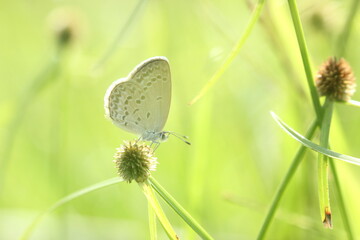 butterfly on a flower