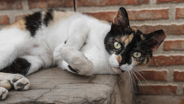 Portraits of stray cats with their ears cut off