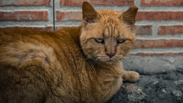 Portraits of stray cats with their ears cut off