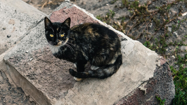 Portraits of stray cats 