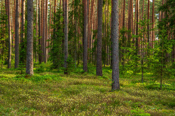 Fototapeta premium Forest scene with blooming flowers in July in Latvia