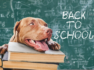 Back to school. Lovable, adorable puppy and vintage books. Close-up, isolated background. Studio...