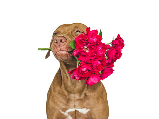 Lovable, pretty brown puppy and bright flowers. Closeup, indoors. Studio shot. Congratulations for...