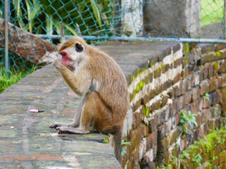 Anuradhapura au Sri Lanka