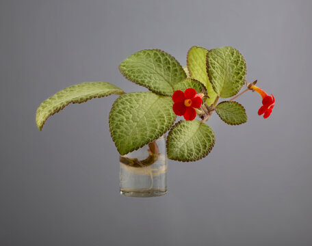Episcia (flame violets or  african violet) in a glass vessel on a gray background